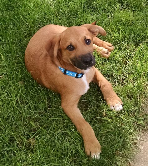 labrador retriever hound mix temperament.